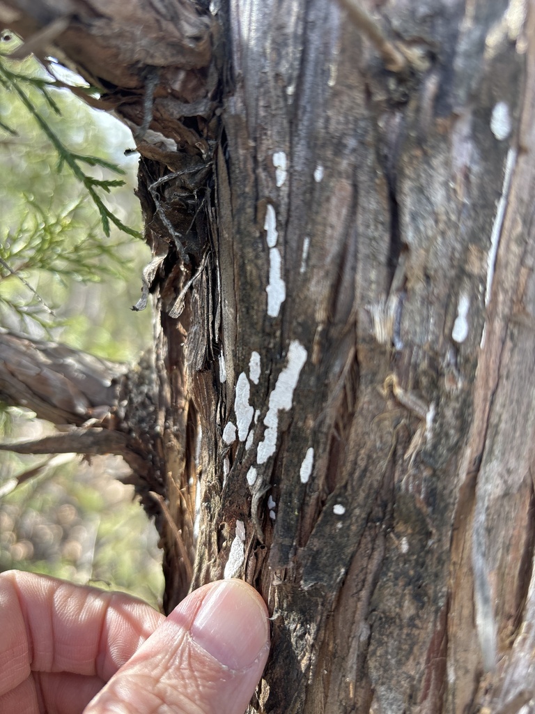 Dendrothele nivosa · January 2026 · photo: © sambiology (iNaturalist, cc-by)