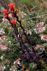 Castilleja irasuensis