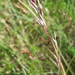 Festuca eskia - Photo (c) Javier Peralta de Andrés, alguns direitos reservados (CC BY-NC), uploaded by Javier Peralta de Andrés