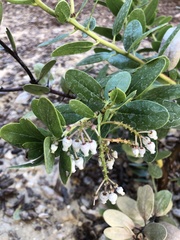 Arctostaphylos patula