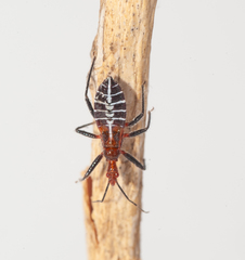 Nesocastolus nigrocoris