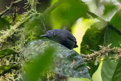 Plain-Winged Antwren photo 2
