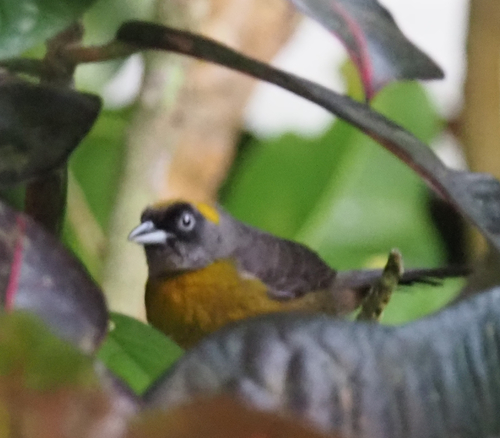Dusky-faced Tanager (Mitrospingus cassinii)