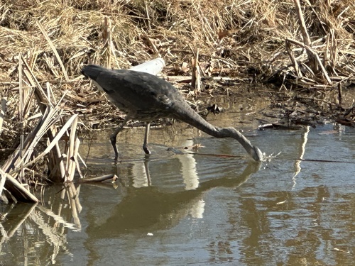 Great Blue Heron