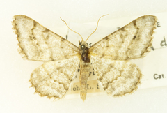 Digrammia denticulata