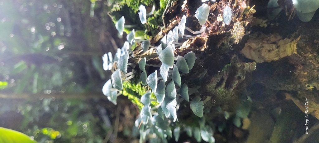 Clitocybula azurea · January 2026 · photo: © monkeysafaritur (iNaturalist, cc0)