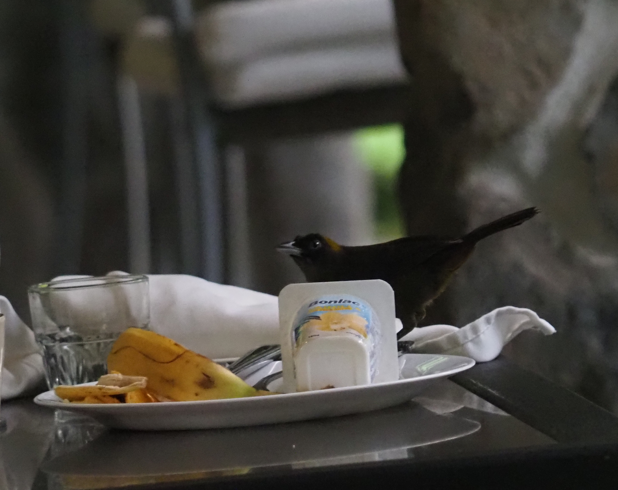 Dusky-faced Tanager (Mitrospingus cassinii), photo 2