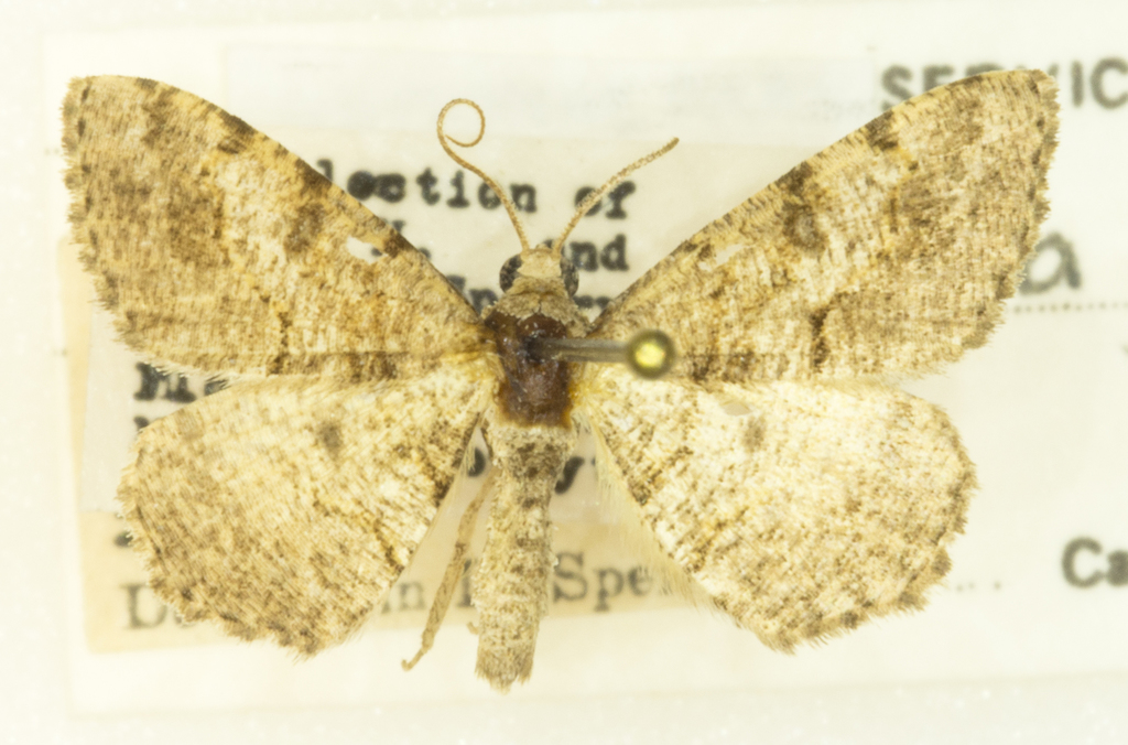 Hollow-spotted Angle