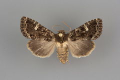 Hexorthodes senatoria