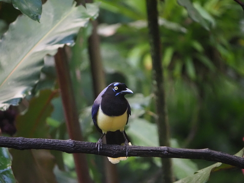 Black-chested Jay (Cyanocorax affinis), photo 3