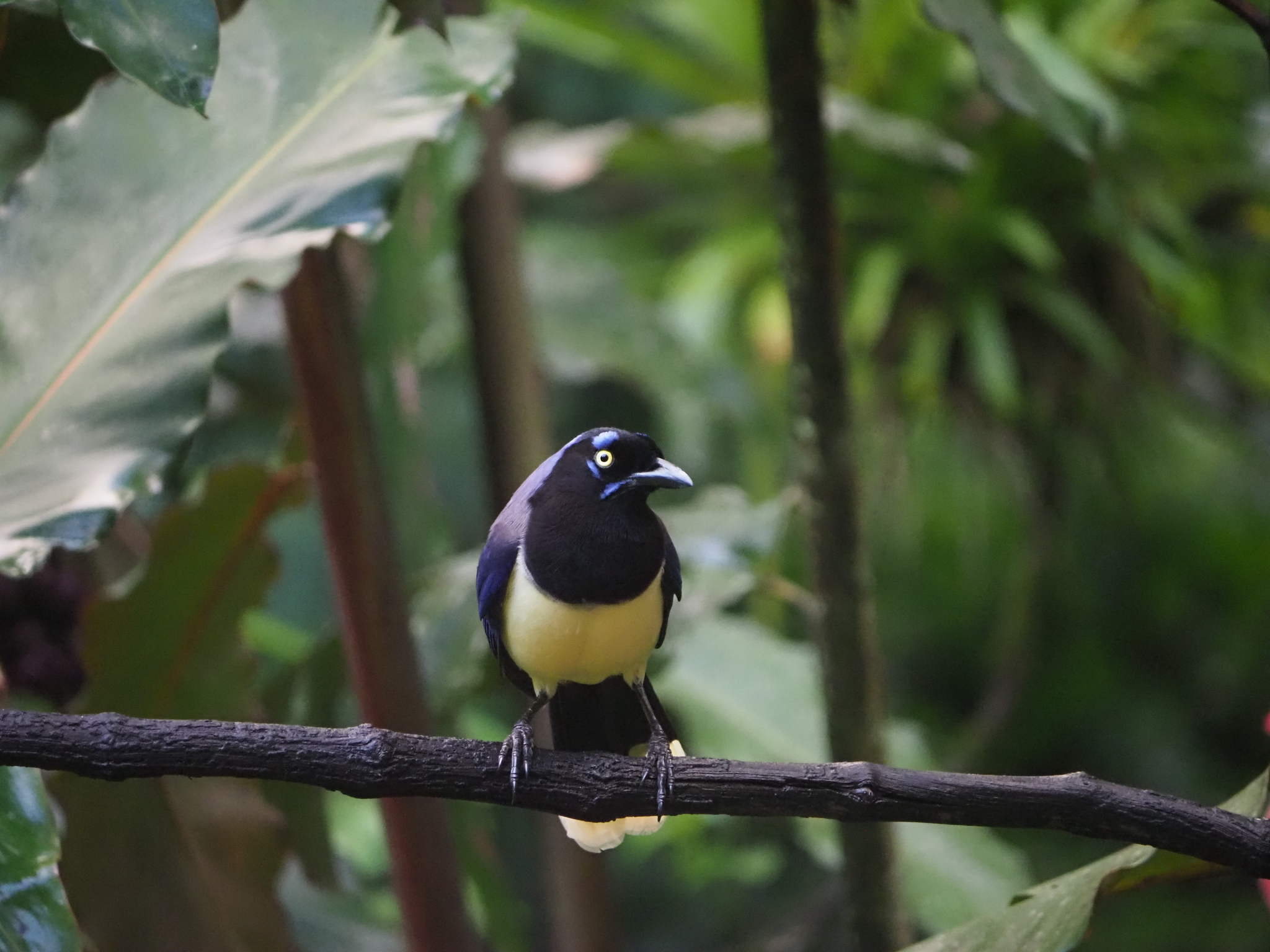 Black-chested Jay (Cyanocorax affinis), photo 3