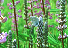 Icaricia icarioides fenderi