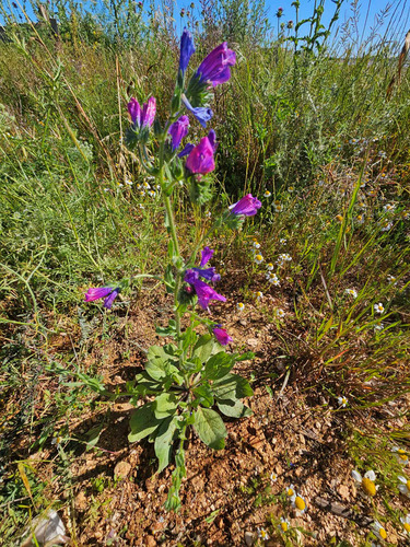 purple viper's-bugloss