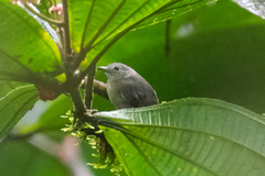 Plain-Winged Antwren photo 3