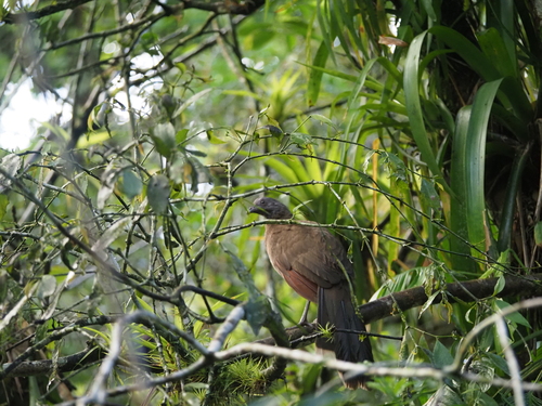 Grey-headed Chachalaca (Ortalis cinereiceps), photo 6