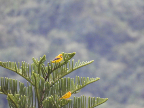 Yellow Oriole (Icterus nigrogularis), photo 4
