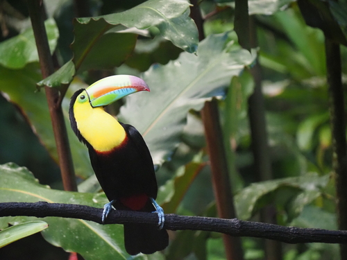 Keel-billed Toucan (Ramphastos sulfuratus), photo 8