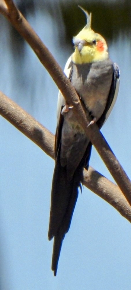 Cockatiel (Nymphicus hollandicus), photo 1