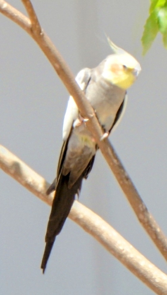 Cockatiel (Nymphicus hollandicus), photo 2
