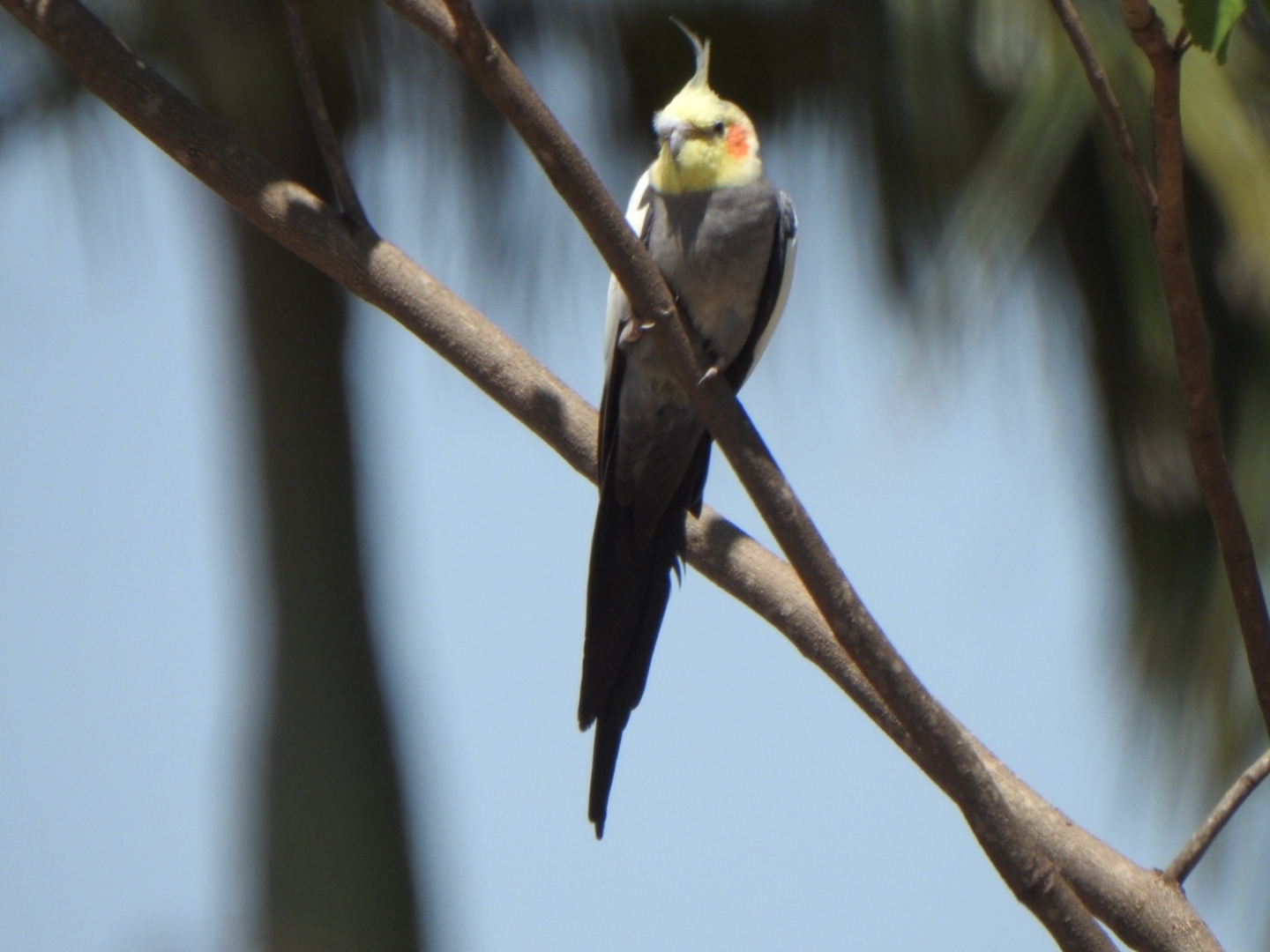Cockatiel (Nymphicus hollandicus), photo 3