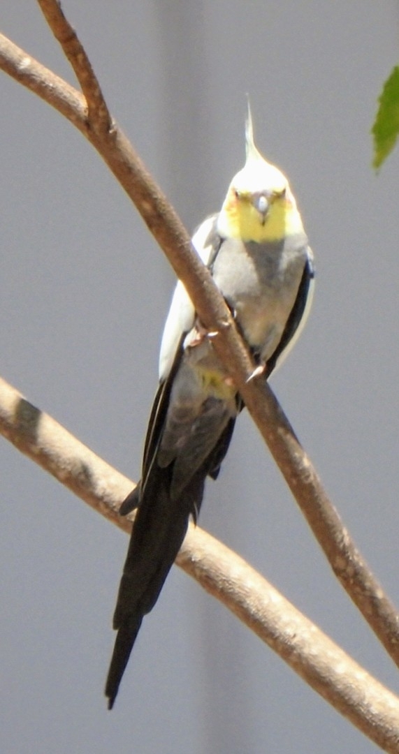 Cockatiel (Nymphicus hollandicus), photo 4