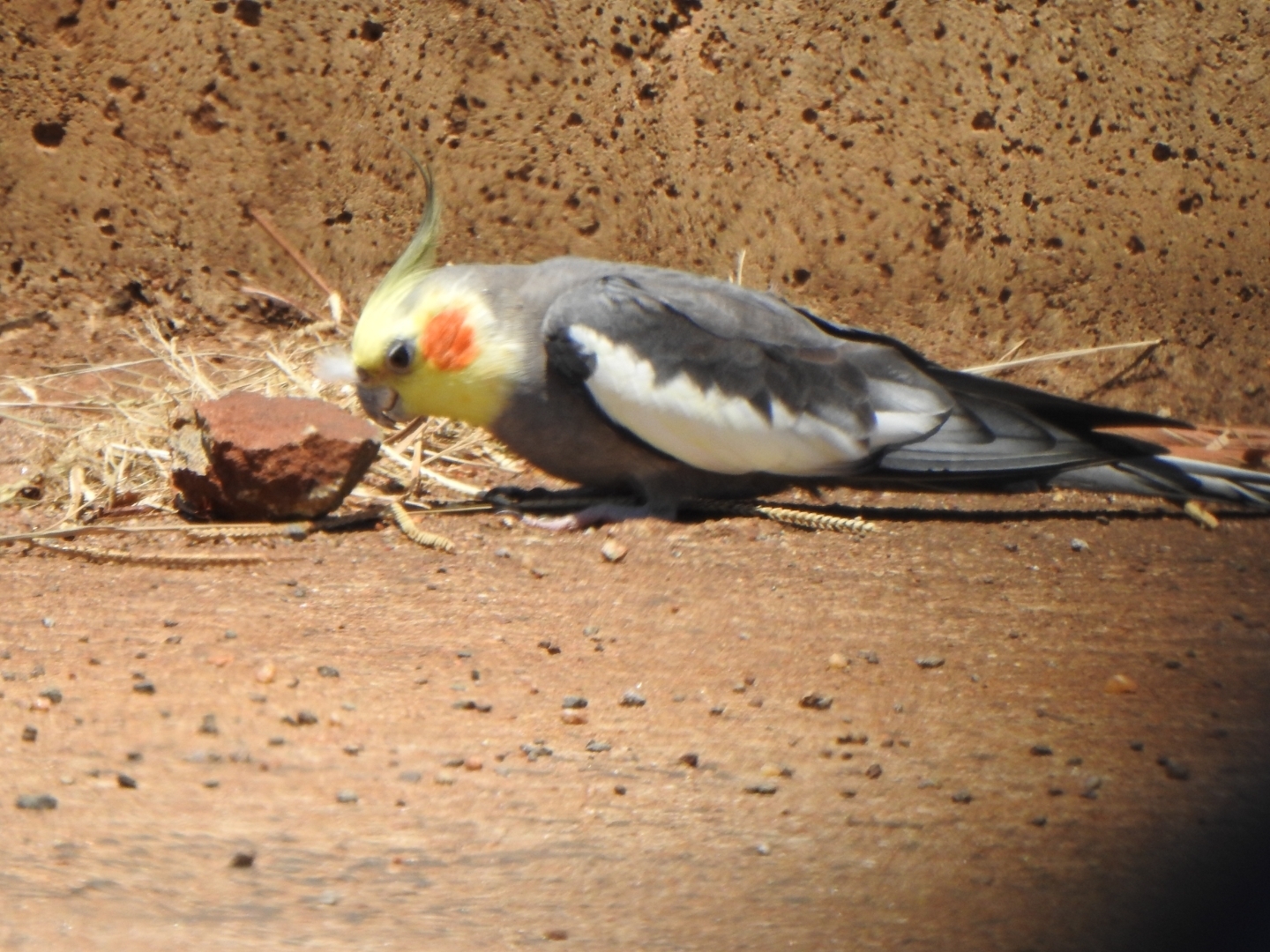 Cockatiel (Nymphicus hollandicus), photo 5