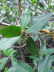 Rhizophora mangle