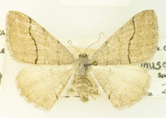 Digrammia muscariata