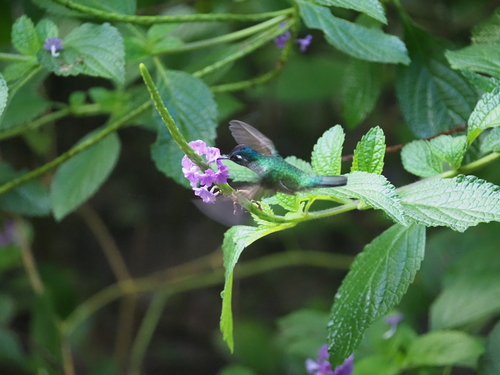Violet-headed Hummingbird (Klais guimeti), photo 8