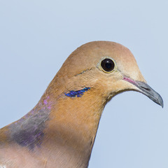 Zenaida Dove photo 5