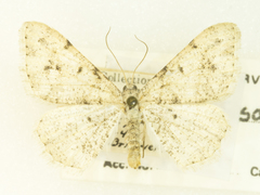 Frederickia parcata