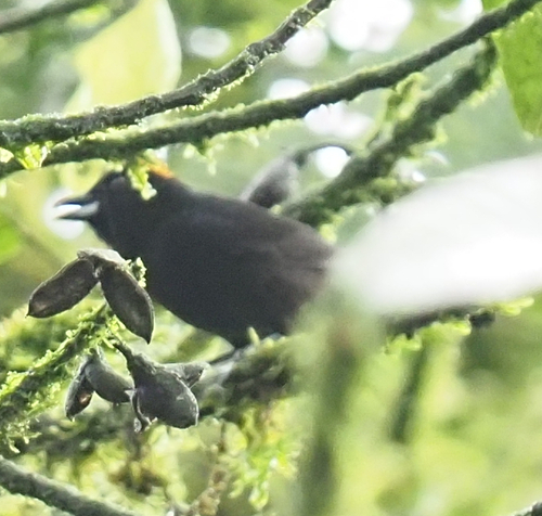 Tawny-crested Tanager (Tachyphonus delatrii), photo 2
