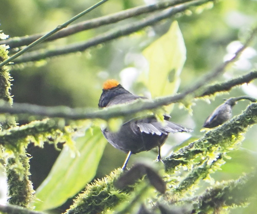 Tawny-crested Tanager (Tachyphonus delatrii)