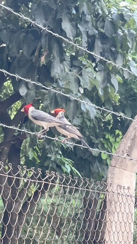 Red-crested Cardinal (Paroaria coronata), photo 7