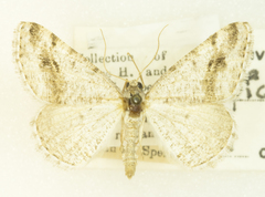 Digrammia pictipennata