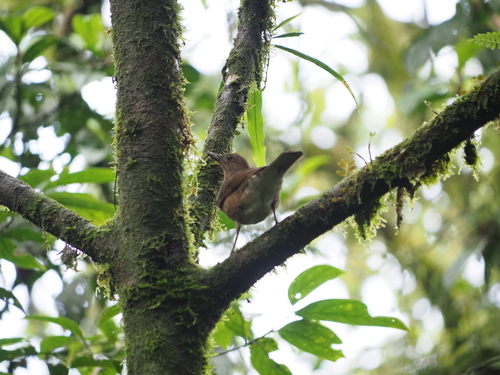 Pale-vented Thrush (Turdus obsoletus), photo 2