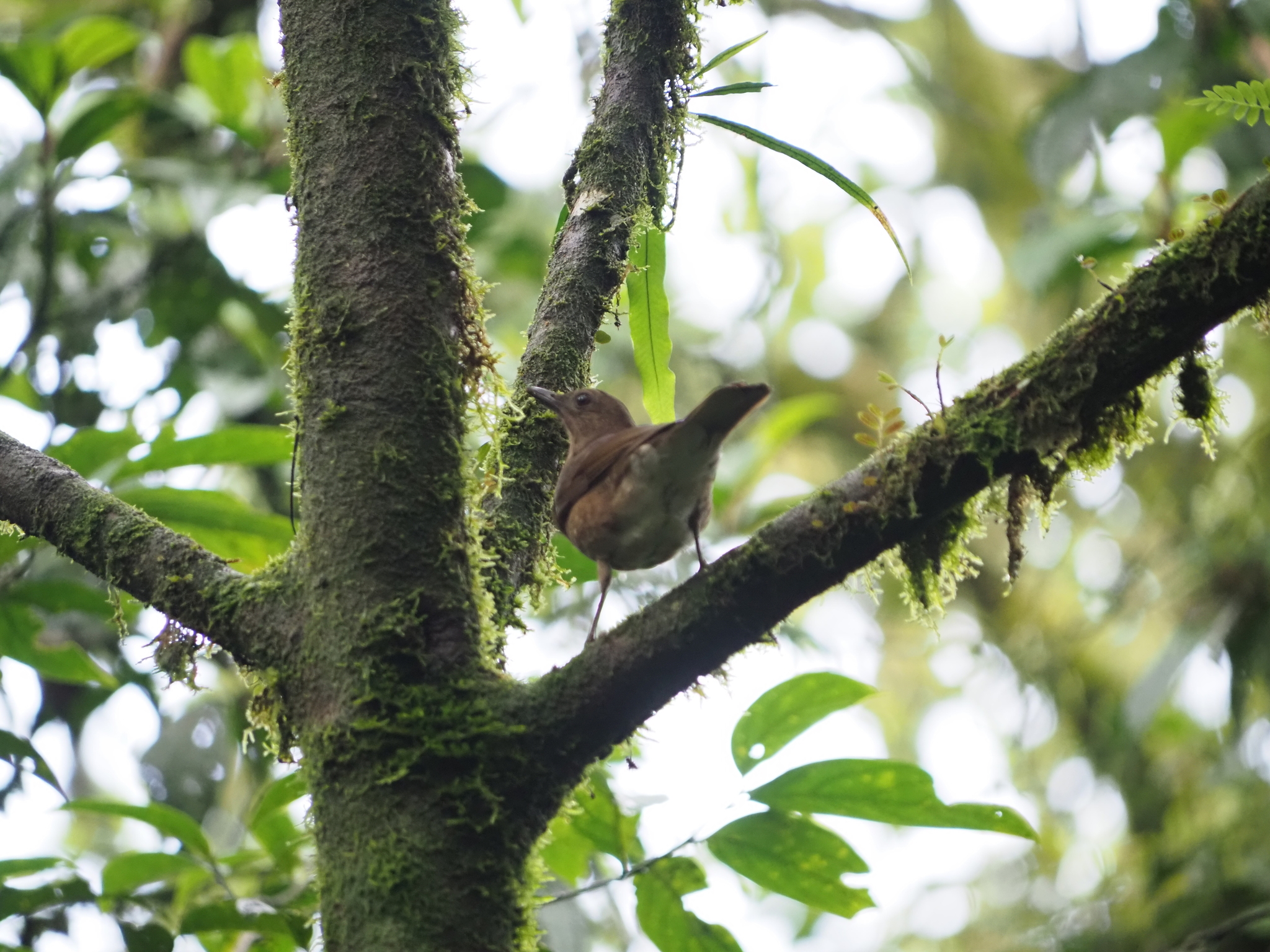 Pale-vented Thrush (Turdus obsoletus), photo 2