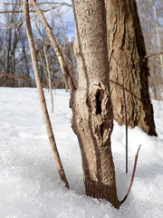 Acer negundo violaceum