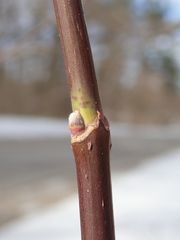 Acer negundo violaceum