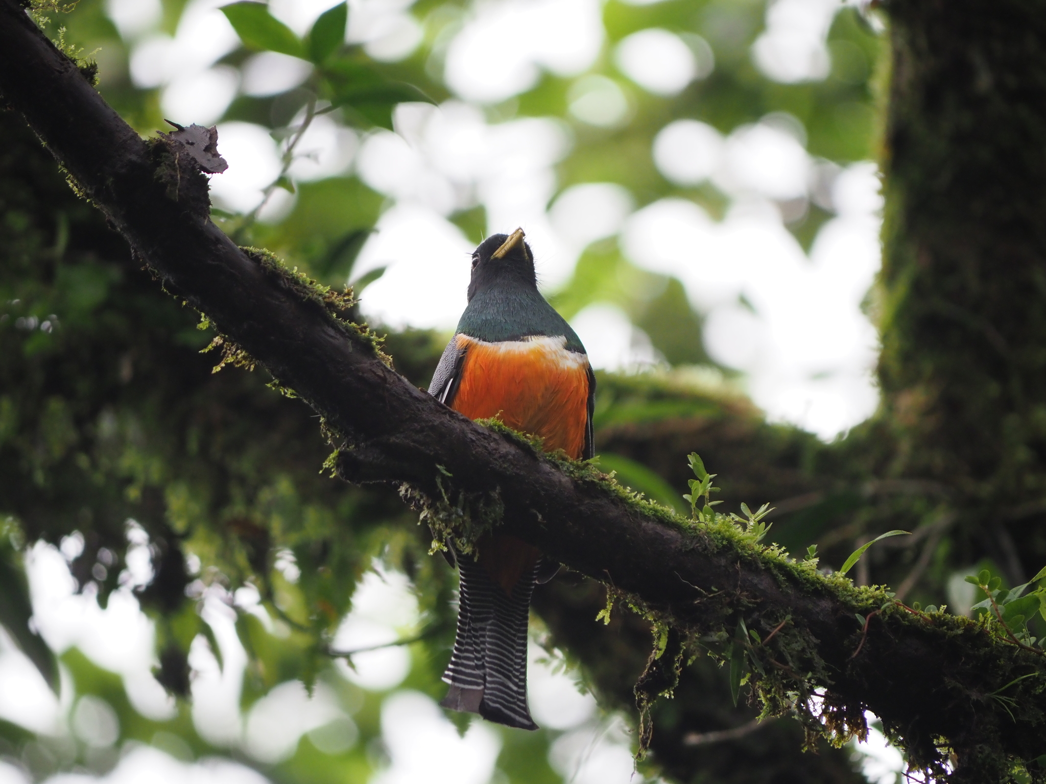 Collared Trogon (Trogon collaris), photo 3