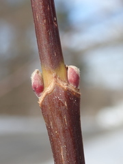 Acer negundo violaceum