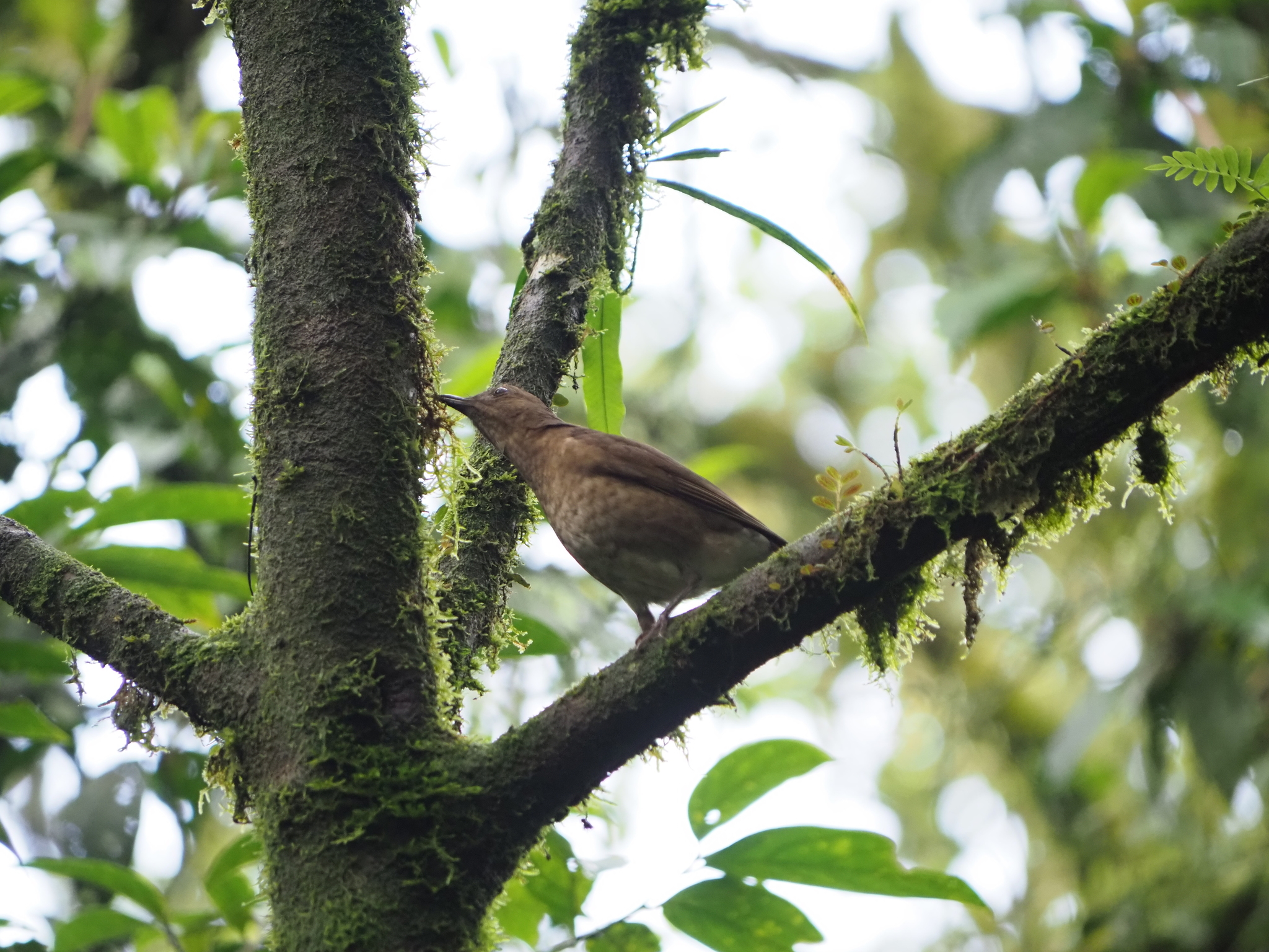 Pale-vented Thrush (Turdus obsoletus), photo 1