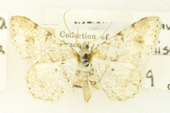 Frederickia maricopa