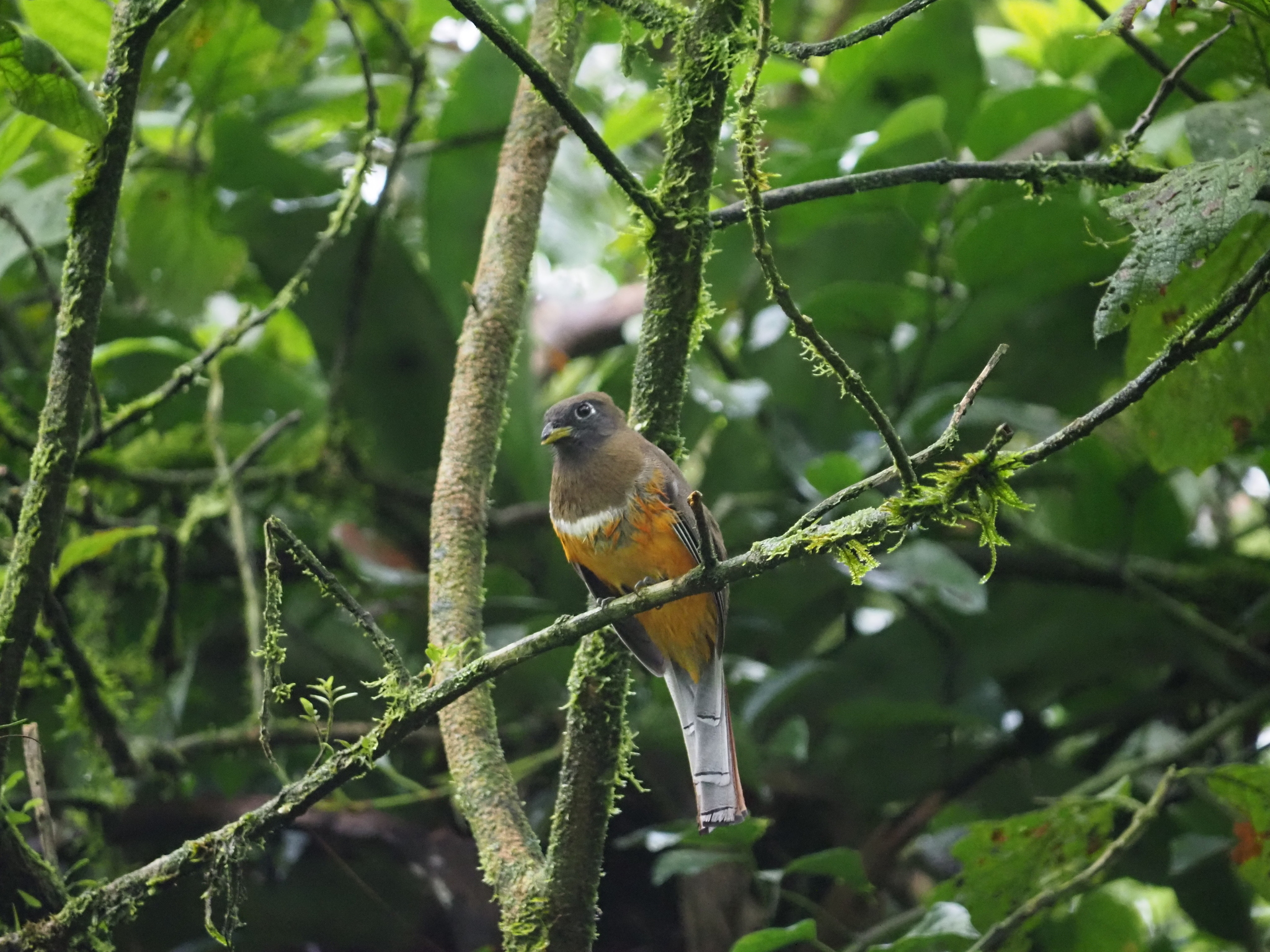 Collared Trogon (Trogon collaris), photo 5