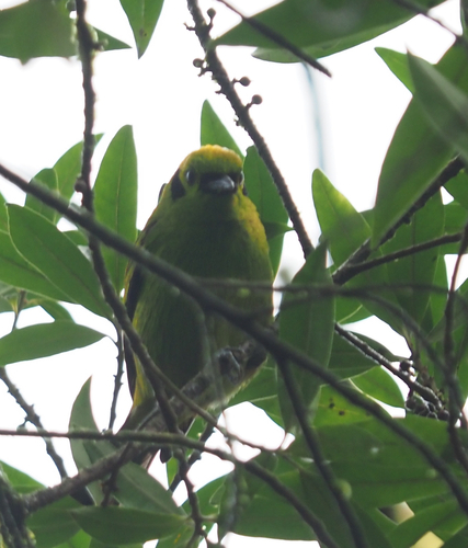 Emerald Tanager (Tangara florida), photo 4