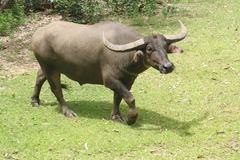 Water Buffalo photo 4