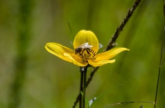Bidens serrulata