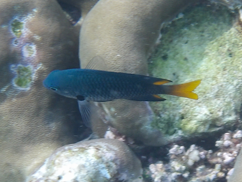 Shade damselfish (Pomacentrus umbratilus)