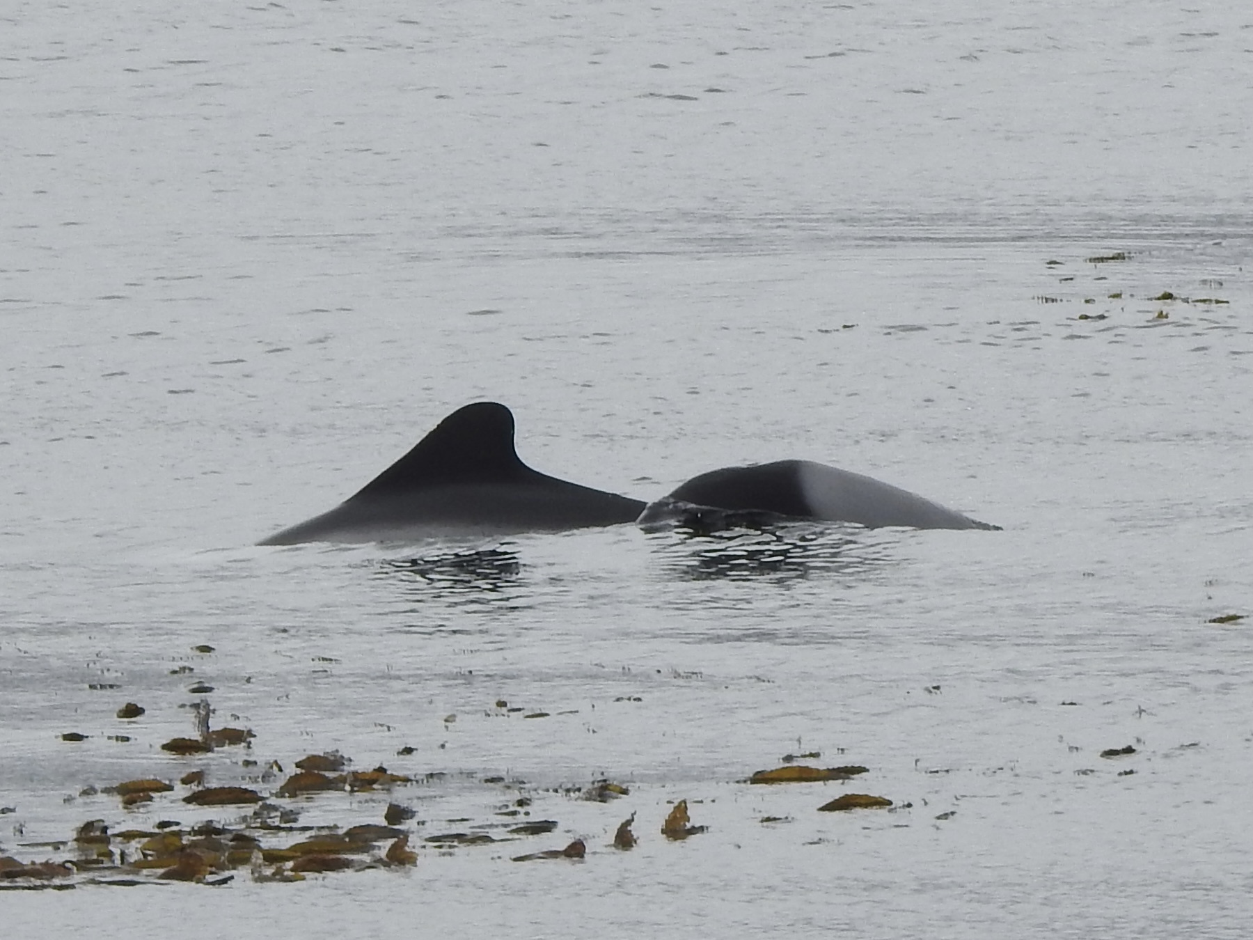 Cephalorhynchus commersonii