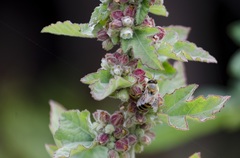 Kearnemalvastrum lacteum